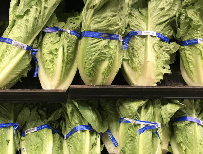 Romaine Lettuce are stacked side by side, filling the view with leafy greens. 