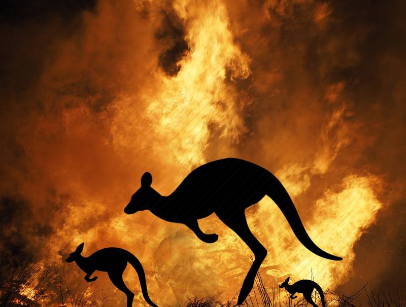 Australian animals in the fire.