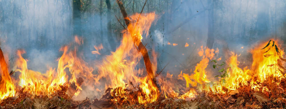 Fires in the Amazon Rainforest 