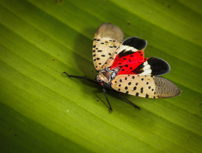 Image of Spotted Lanternfly