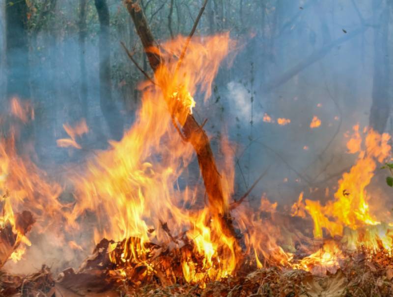 Fires in the Amazon Rainforest 